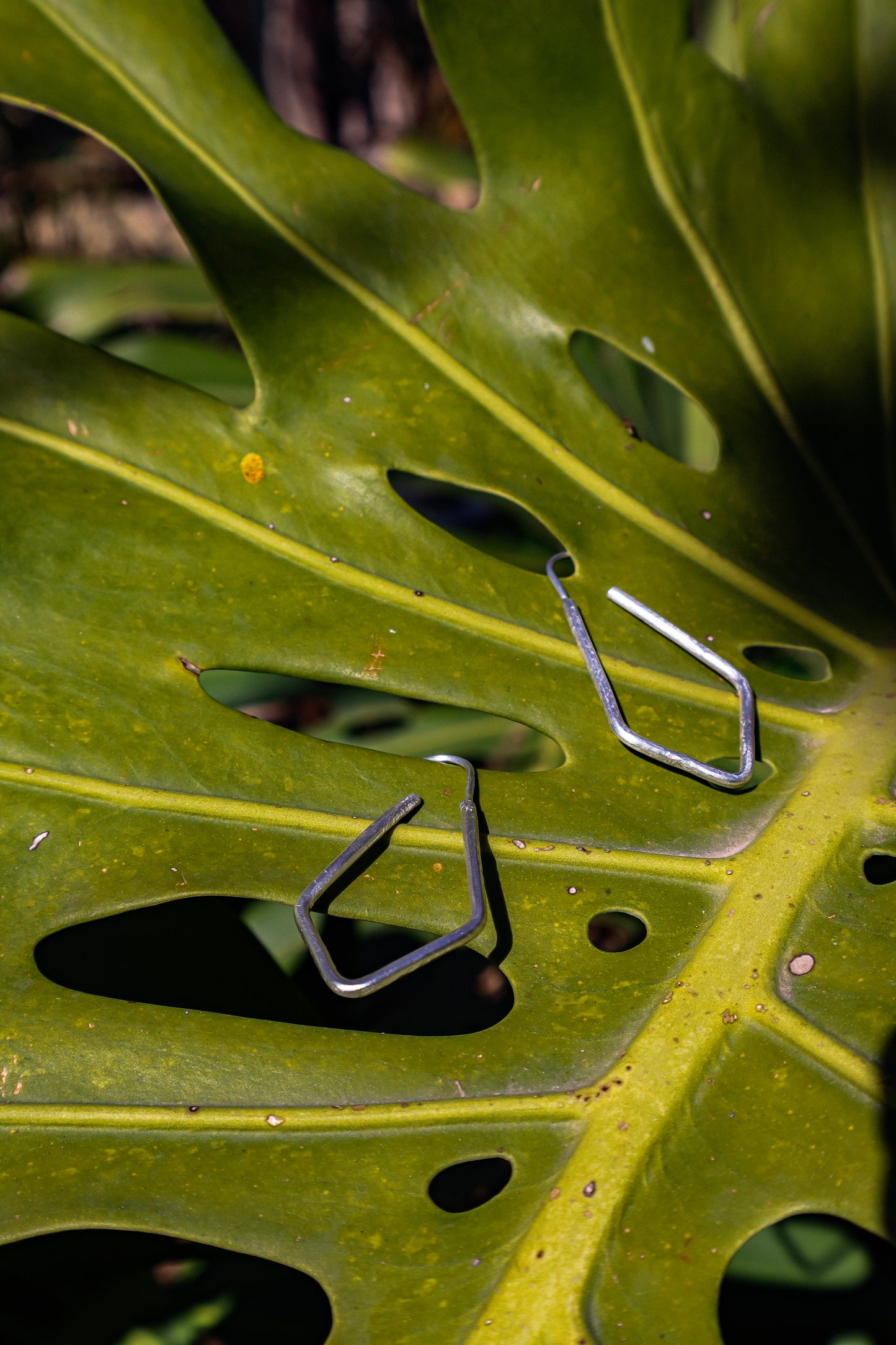 Pendientes Daaya de Plata 925